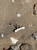small_grace_pearl_01.jpg