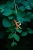 small_grace_do.jpg